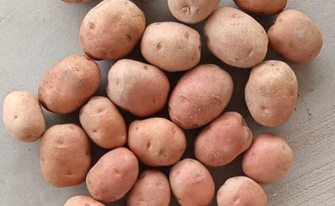 M S International, Lady Rosetta potato variety M S International, Lady Rosetta potato variety