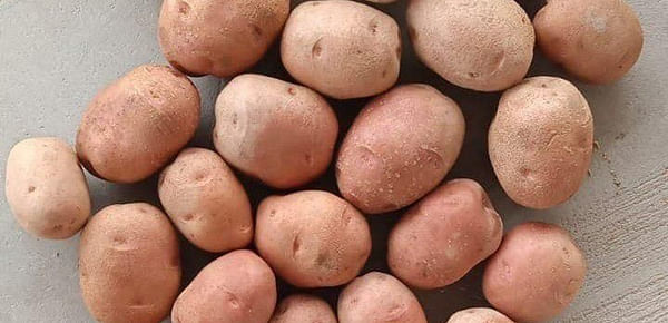 M S International, Lady Rosetta&nbsp;potato variety