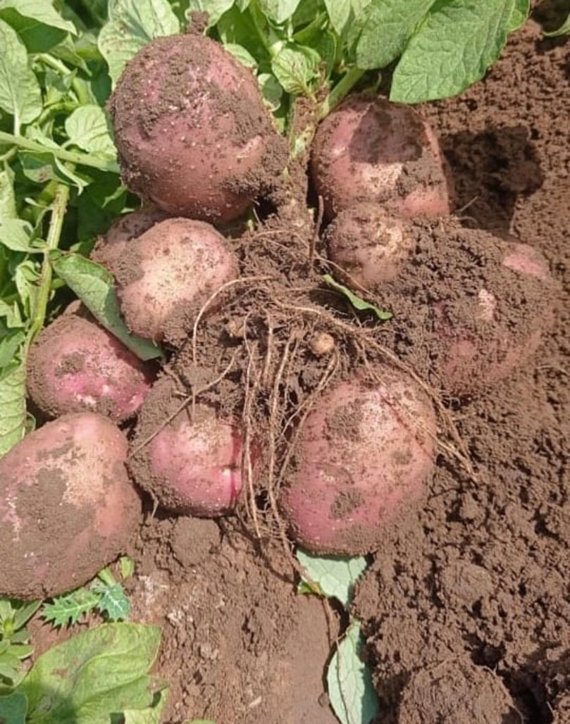 The potato variety Lady Rosetta is commonly grown in Gujarat The potato variety Lady Rosetta is commonly grown in Gujarat