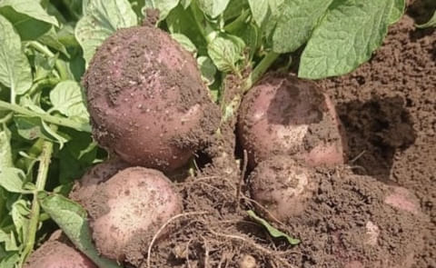 Lady Rosetta potato variety Lady Rosetta potato variety