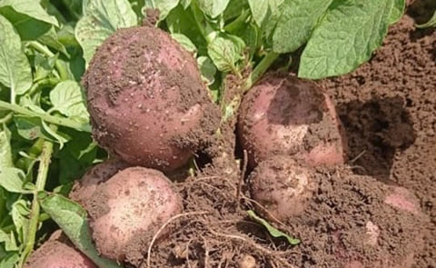 Lady Rosetta potato variety Lady Rosetta potato variety