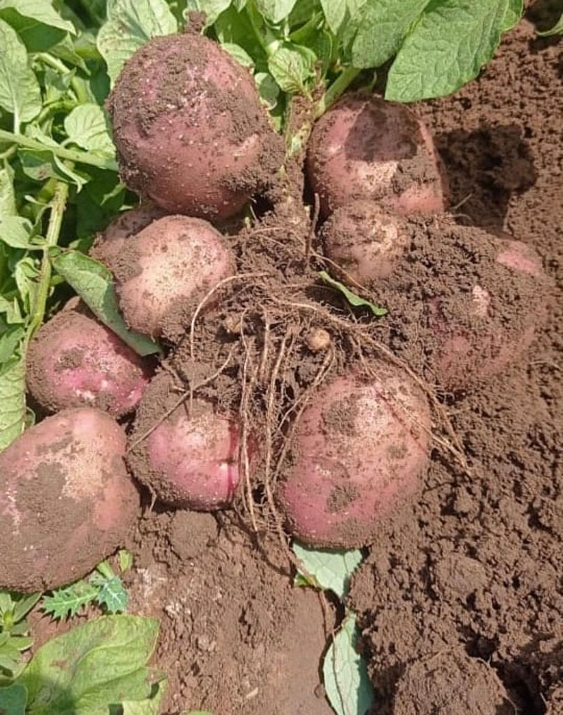 The potato variety Lady Rosetta is commonly grown in Gujarat