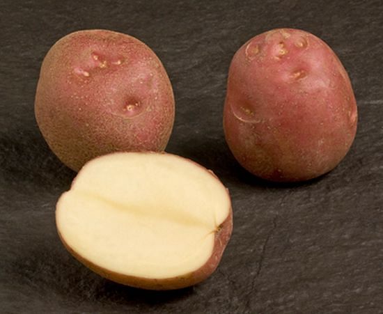 The potato variety Lady Rosetta is bred specifically for the production of potato chips