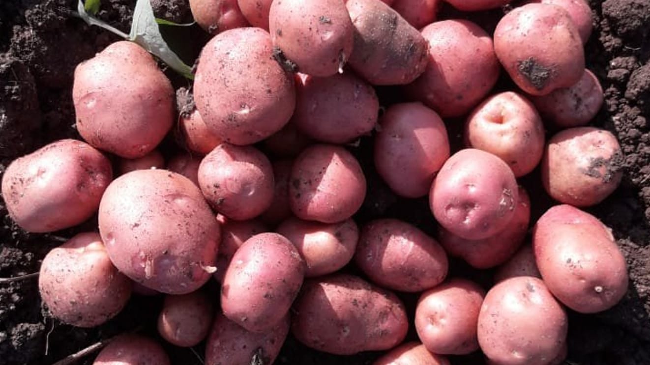 Freshly harvested Lady Rosetta potatoes, the high-demand variety promoted under Bihar Government’s 75% subsidy scheme, ready for cultivation and processing across 17 districts.