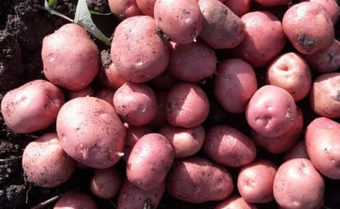 Freshly harvested Lady Rosetta potatoes, the high-demand variety promoted under Bihar Government’s 75% subsidy scheme, ready for cultivation and processing across 17 districts. Freshly harvested Lady Rosetta potatoes, the high-demand variety promoted under Bihar Government’s 75% subsidy scheme, ready for cultivation and processing across 17 districts.