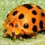 Ladybird Beetles