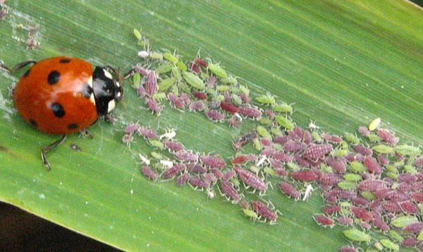 Research: Drones as delivery mechanism for biological control agents