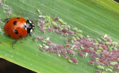 Drones will fly over fields with their tanks filled with ladybirds, predatory mites or parasitic wasps and spread the insects precisely where pests are ravaging the crops. Drones will fly over fields with their tanks filled with ladybirds, predatory mites or parasitic wasps and spread the insects precisely where pests are ravaging the crops.