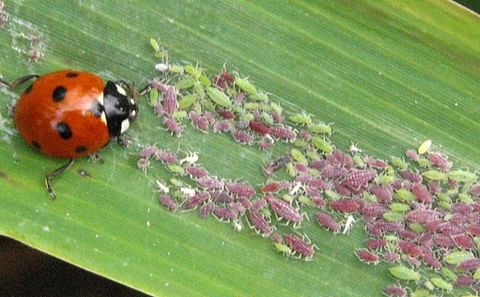 Drones will fly over fields with their tanks filled with ladybirds, predatory mites or parasitic wasps and spread the insects precisely where pests are ravaging the crops.