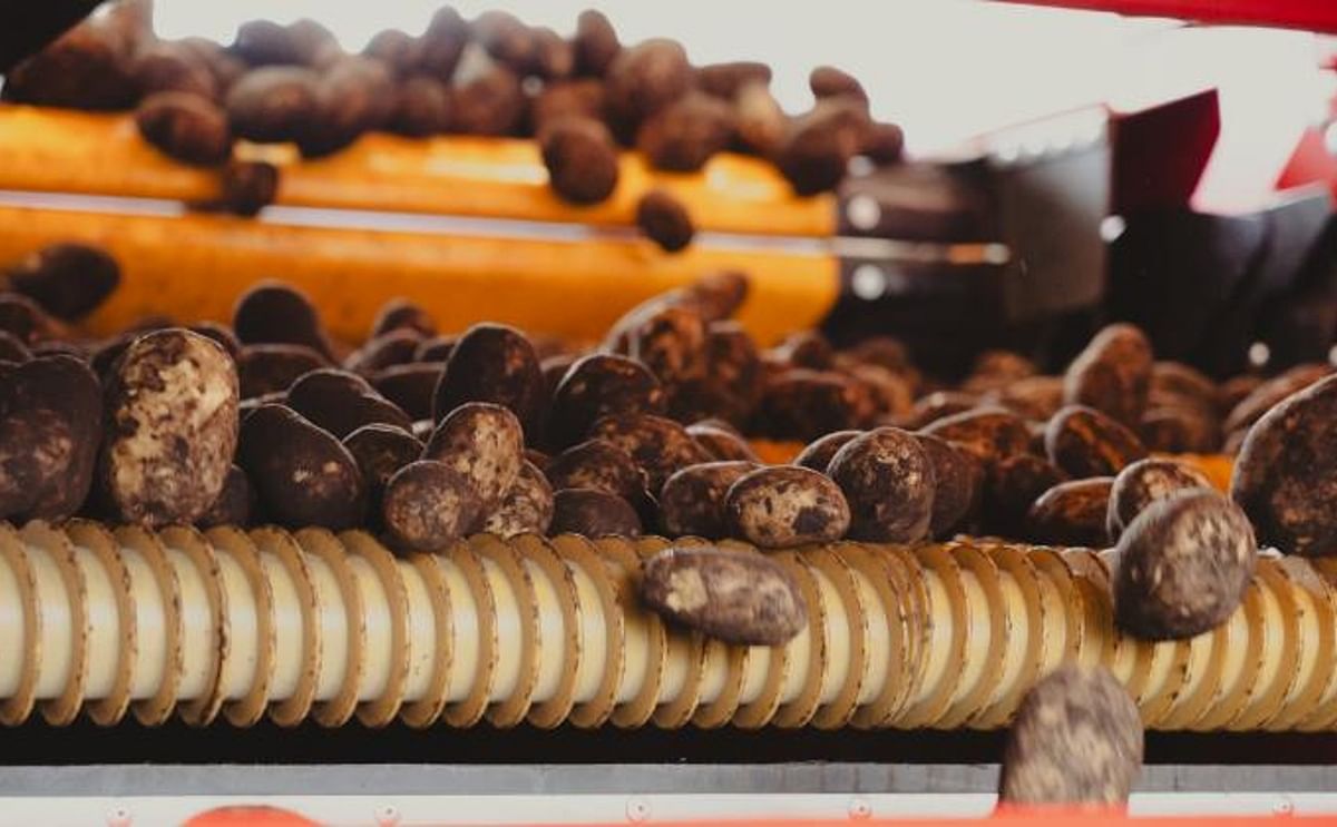 Lamb Weston fortalece lazos con productores locales al presentar su moderna planta en Mar del Plata, impulsando la exportación regional y la sustentabilidad. Lamb Weston fortalece lazos con productores locales al presentar su moderna planta en Mar del Plata, impulsando la exportación regional y la sustentabilidad.