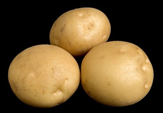 Two chipping varieties Cornell released in the last few years that have shown promise are ‘Lamoka’ (shown above) and ‘Waneta.’ (Courtesy: Walter De Jong) Two chipping varieties Cornell released in the last few years that have shown promise are ‘Lamoka’ (shown above) and ‘Waneta.’ (Courtesy: Walter De Jong)
