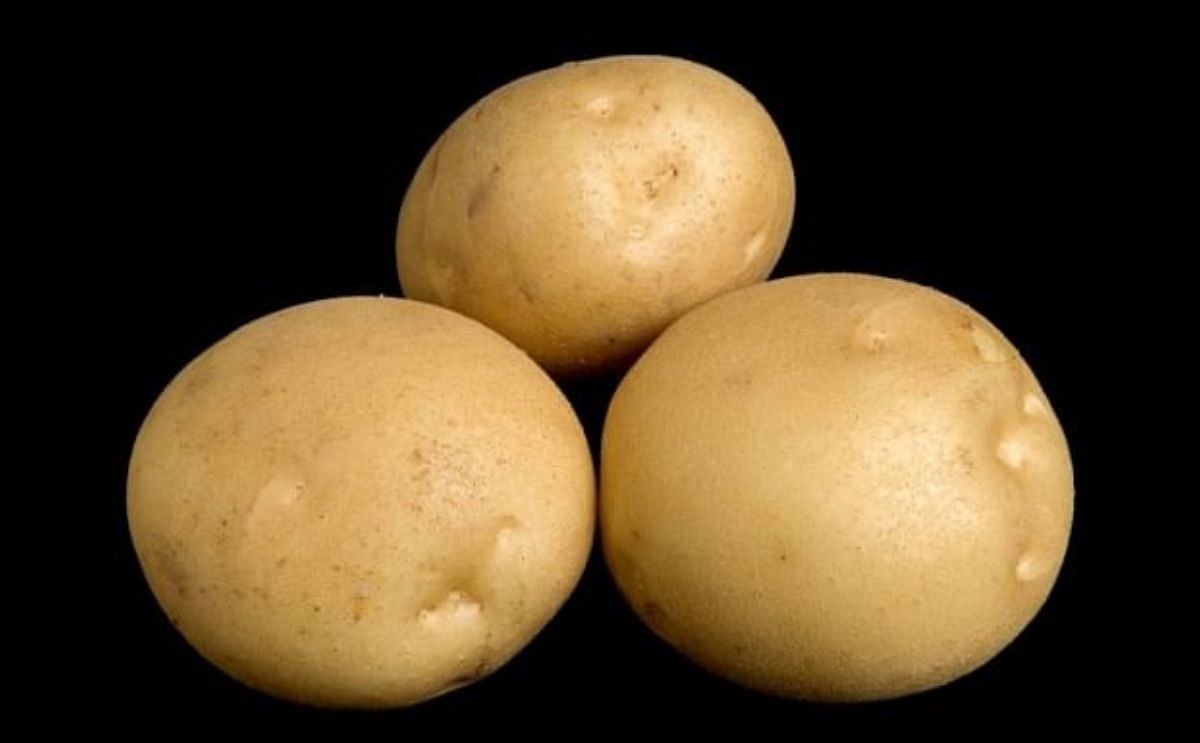 The potato variety Lamoka