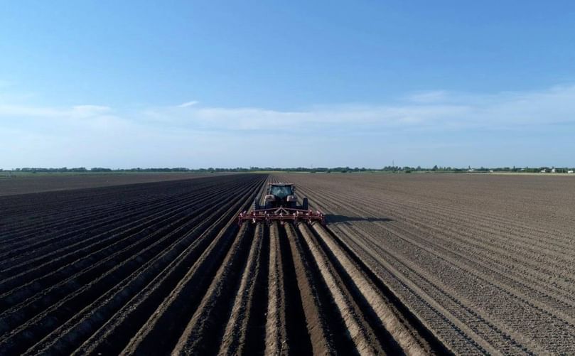 Traditional ox-drawn tillage for soil preparation in potato farming