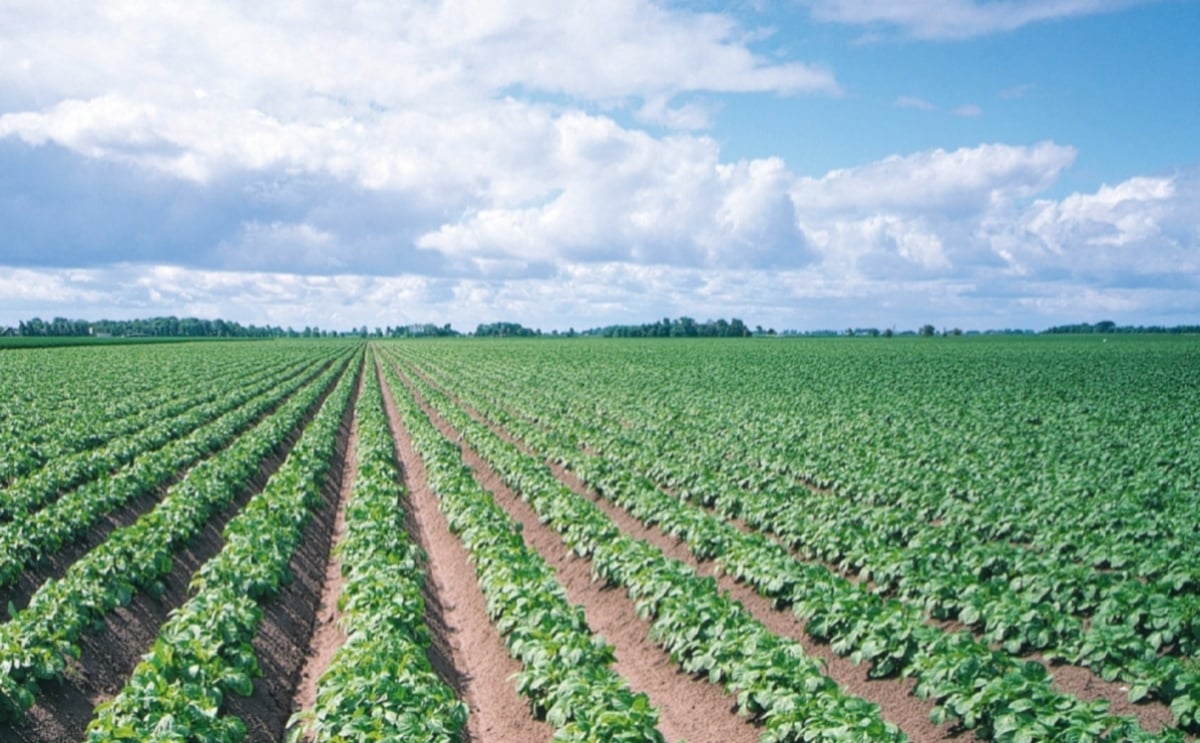 Lanzan en Argentina una variedad de papa más rica, blanca y crujiente Lanzan en Argentina una variedad de papa más rica, blanca y crujiente
