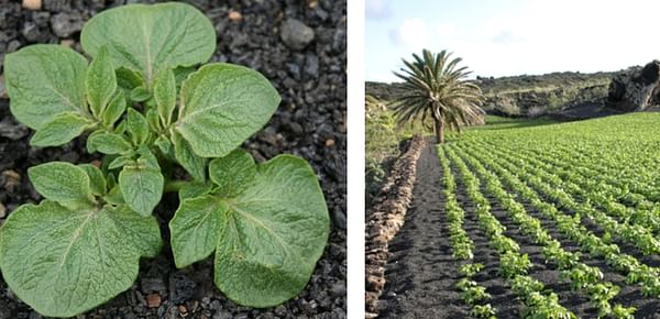 Lack of Rainfall on the Canary Islands to affect potato cultivation