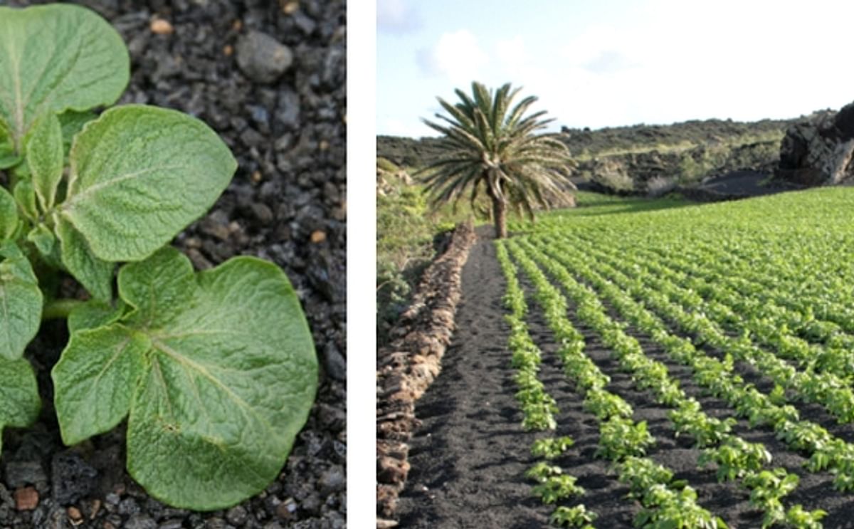 On Lanzarote - one of the Canary Islands - you can see a rarity in potato cultivation: potatoes are cultivated in black volcanic grit. Contrary to some of the other Canary Islands, Lanzarote is always very dry (14 cm/year - drier than some parts of the Sa