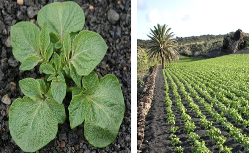 On Lanzarote - one of the Canary Islands - you can see a rarity in potato cultivation: potatoes are cultivated in black volcanic grit. Contrary to some of the other Canary Islands, Lanzarote is always very dry (14 cm/year - drier than some parts of the Sa