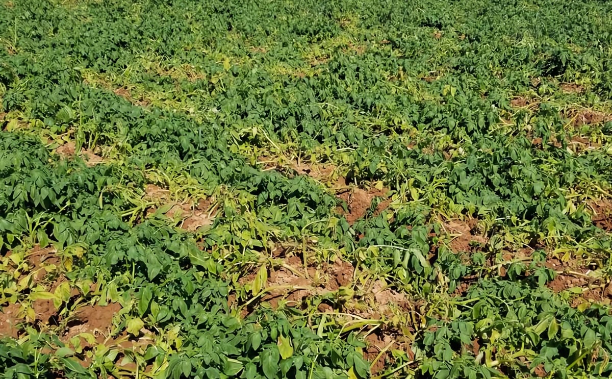 Large research project looks to combat major potato disease Large research project looks to combat major potato disease