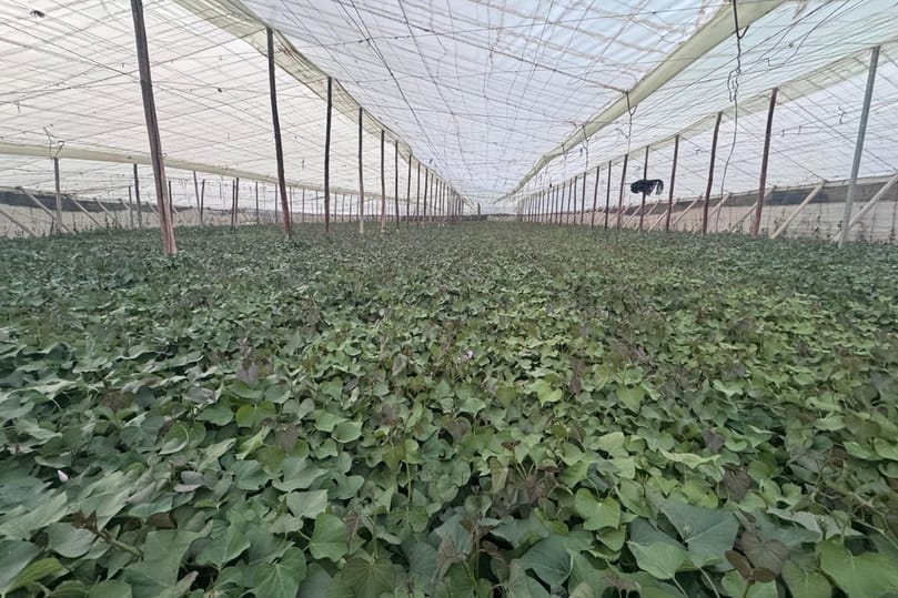 Large-scale protected sweet potato cultivation at Plantas de Boniato Miguel Guerra, supporting nationwide demand amid reduced Spanish supply.