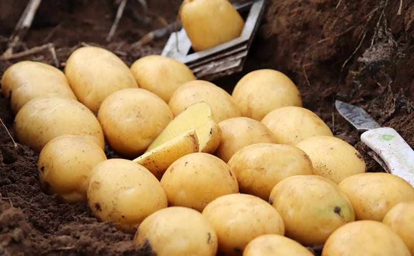 EUROPLANT's LARISSA table potato variety, successfully introduced to the Finnish market and noted for its performance under challenging growing conditions EUROPLANT's LARISSA table potato variety, successfully introduced to the Finnish market and noted for its performance under challenging growing conditions