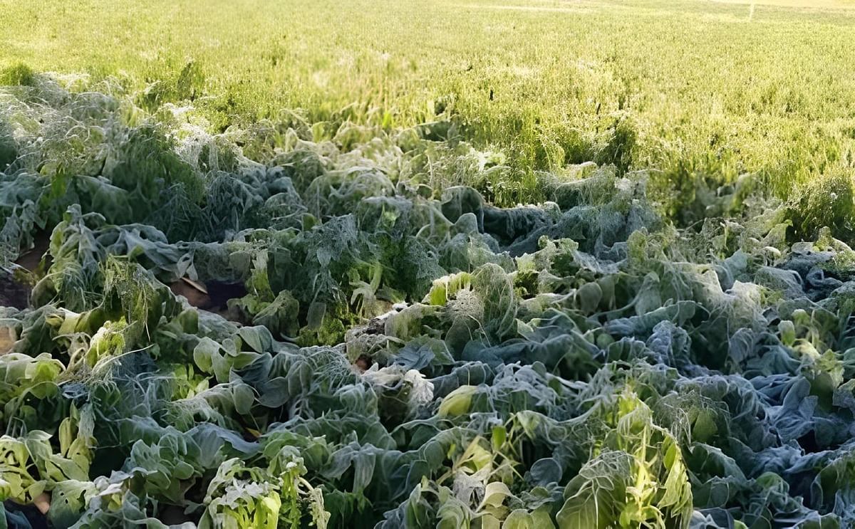 Las bajas temperaturas en Tarija afectan la producción de tomate Las bajas temperaturas en Tarija afectan la producción de tomate