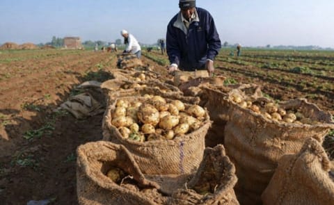 Las grandes empresas que apoyan a los pequeños productores Las grandes empresas que apoyan a los pequeños productores