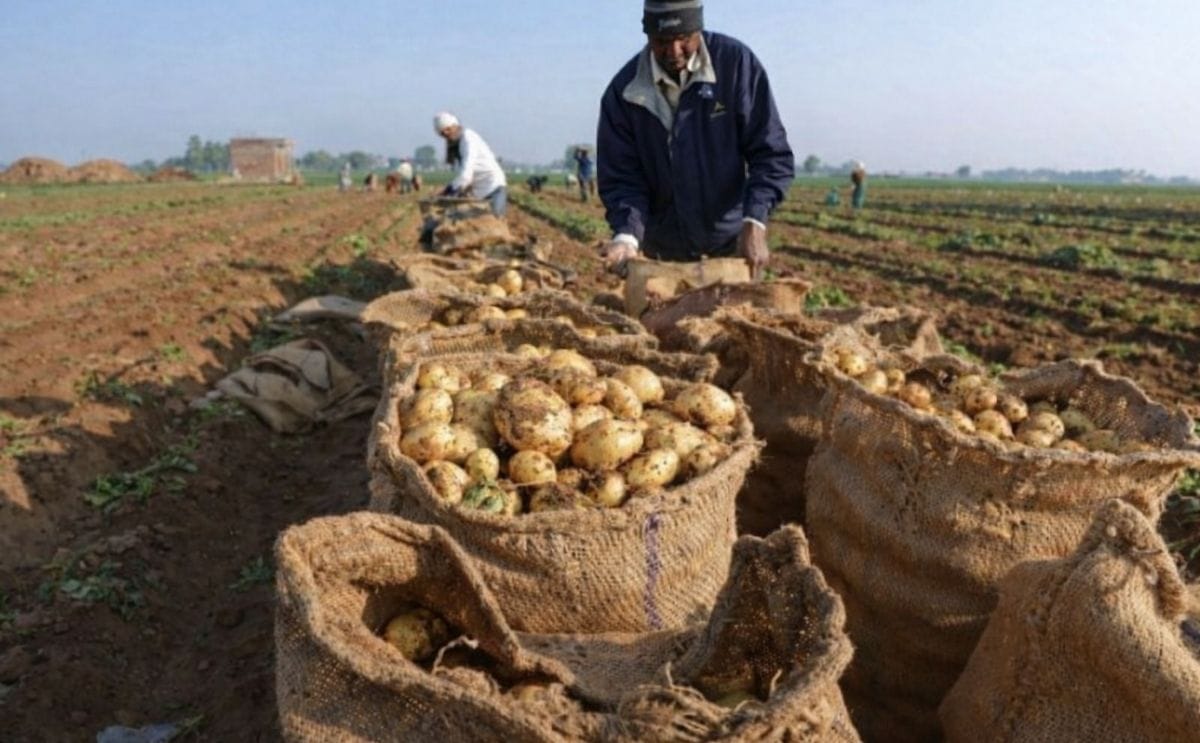 Las grandes empresas que apoyan a los pequeños productores Las grandes empresas que apoyan a los pequeños productores