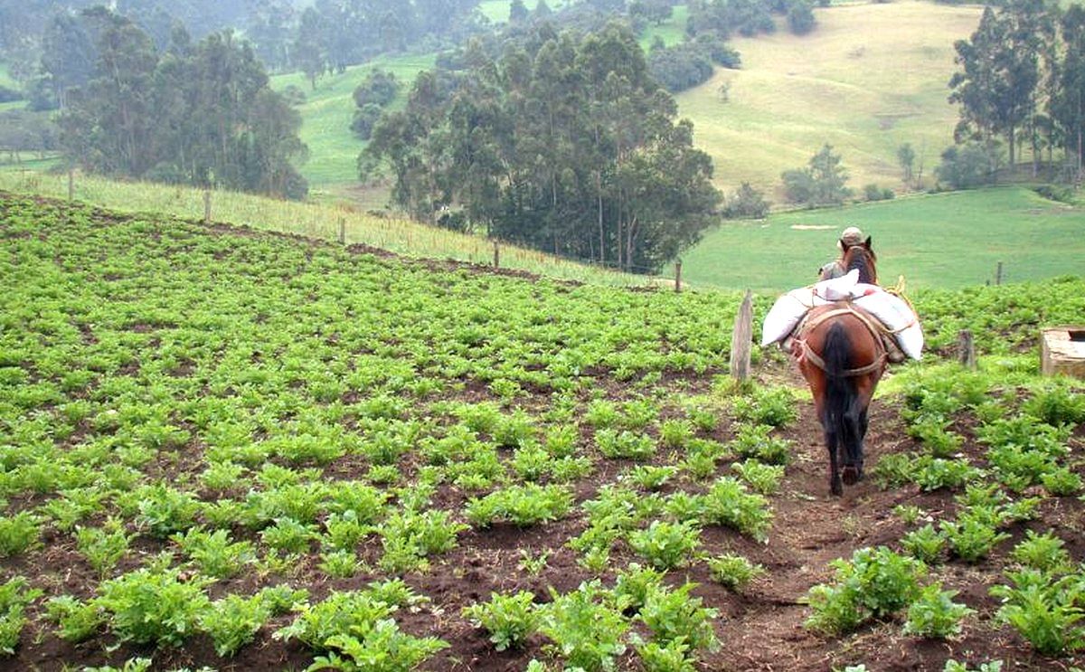 Colombia tiene 2 millones de hectáreas potenciales para la papa Colombia tiene 2 millones de hectáreas potenciales para la papa