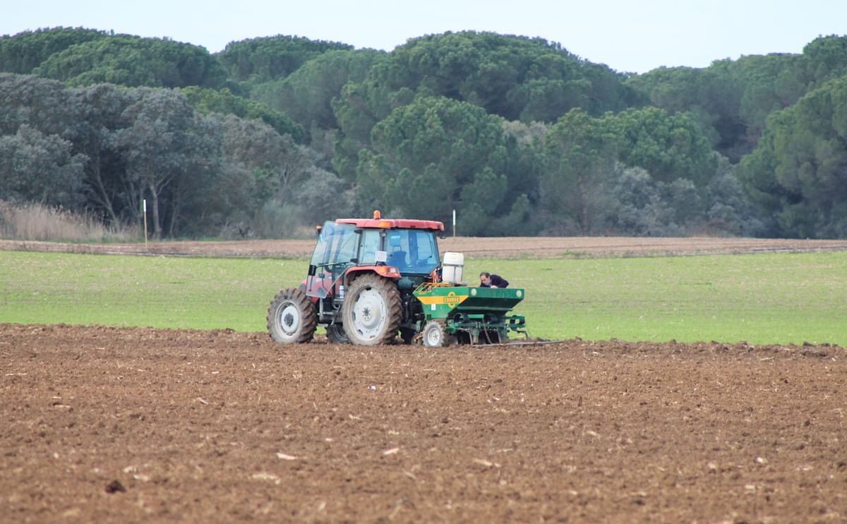 Las malas condiciones climatológicas has provocado que más de 11.000 hectáreas de patata se hayan quedado sin sacar.