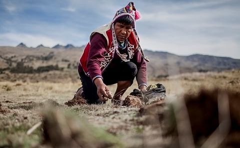 El agricultor Nazario Quispe Amao planta papas en las afueras de Chahuaytire, una población en las montañas del sur de Perú. Las papas son cultivadas en los Andes desde hace más de diez mil años (Guillermo Gutiérrez Carrascal para The New York Times