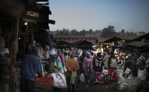 Las papas son un éxito agrícola en Kenia Las papas son un éxito agrícola en Kenia