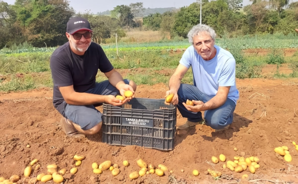 Las patatas de origen nacional ganan espacio en Botucatu (SP) y región Las patatas de origen nacional ganan espacio en Botucatu (SP) y región