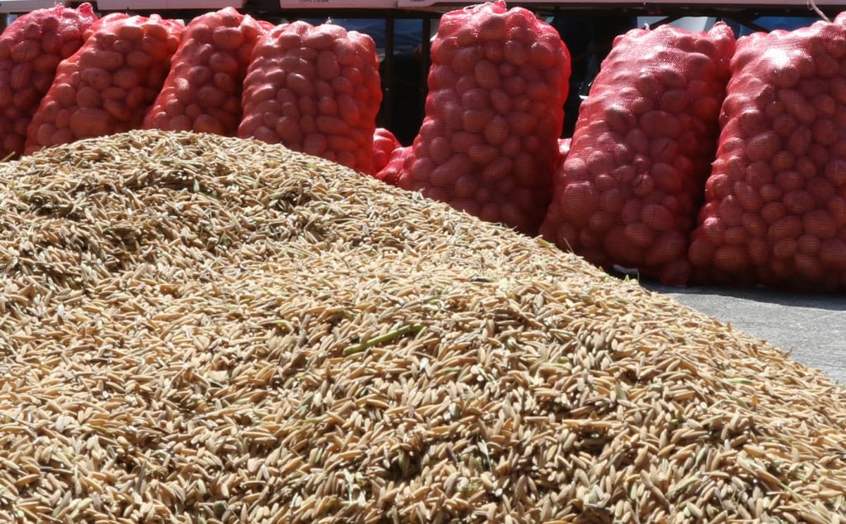 Las políticas del Gobierno han beneficiado a los importadores por encima de los productores nacionales. (Cortesía: Kattia Alvarado) Las políticas del Gobierno han beneficiado a los importadores por encima de los productores nacionales. (Cortesía: Kattia Alvarado)