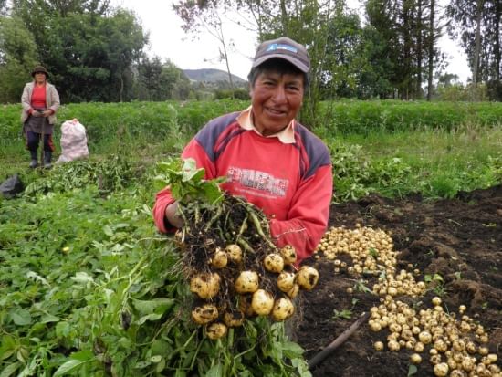 Cómo seleccionar variedades de papa involucrando a los actores de la cadena de valor