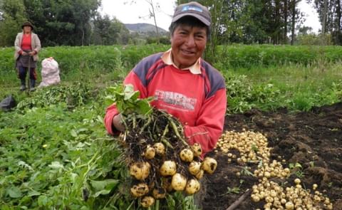 Cómo seleccionar variedades de papa involucrando a los actores de la cadena de valor Cómo seleccionar variedades de papa involucrando a los actores de la cadena de valor