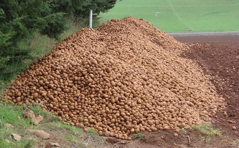 Last year's total Tasmanian potato production was 457,000 tonnes.(Courtesy: Tony Briscoe, ABC Rural) Last year's total Tasmanian potato production was 457,000 tonnes.(Courtesy: Tony Briscoe, ABC Rural)