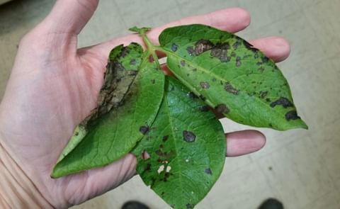 Potato Late blight Potato Late blight