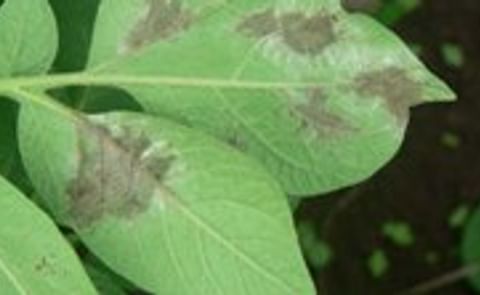 New blight strain shouldn't alarm British potato growers New blight strain shouldn't alarm British potato growers