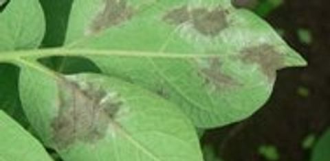  Late blight (Phytophthora Infestans) on potato leaf