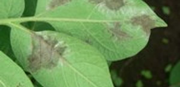  Late blight (Phytophthora Infestans) on potato leaf