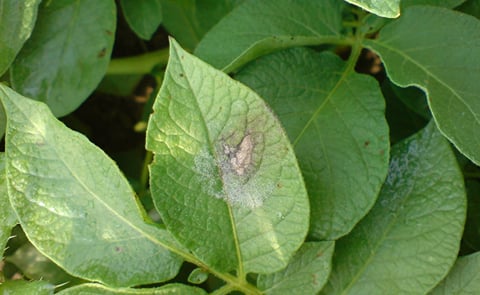 Ugandan scientists to start trials on GM potato for resistance against blight Ugandan scientists to start trials on GM potato for resistance against blight