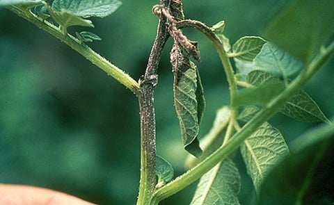 Late blight affected potato plant Late blight affected potato plant