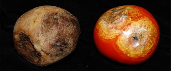 Late blight (Phytophthora Infestans) in Potato and Tomato;Photo credit: UCR Strategic Communications
Late blight (Phytophthora Infestans) in Potato and Tomato;Photo credit: UCR Strategic Communications