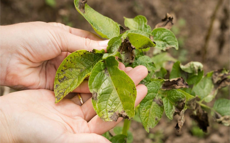 Early Warning Signs of Potato Late Blight Early Warning Signs of Potato Late Blight