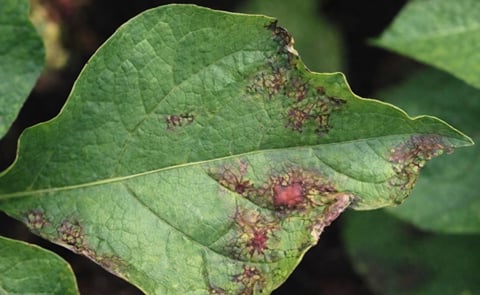 Nu al Phytophthora gevonden in Belgie Nu al Phytophthora gevonden in Belgie