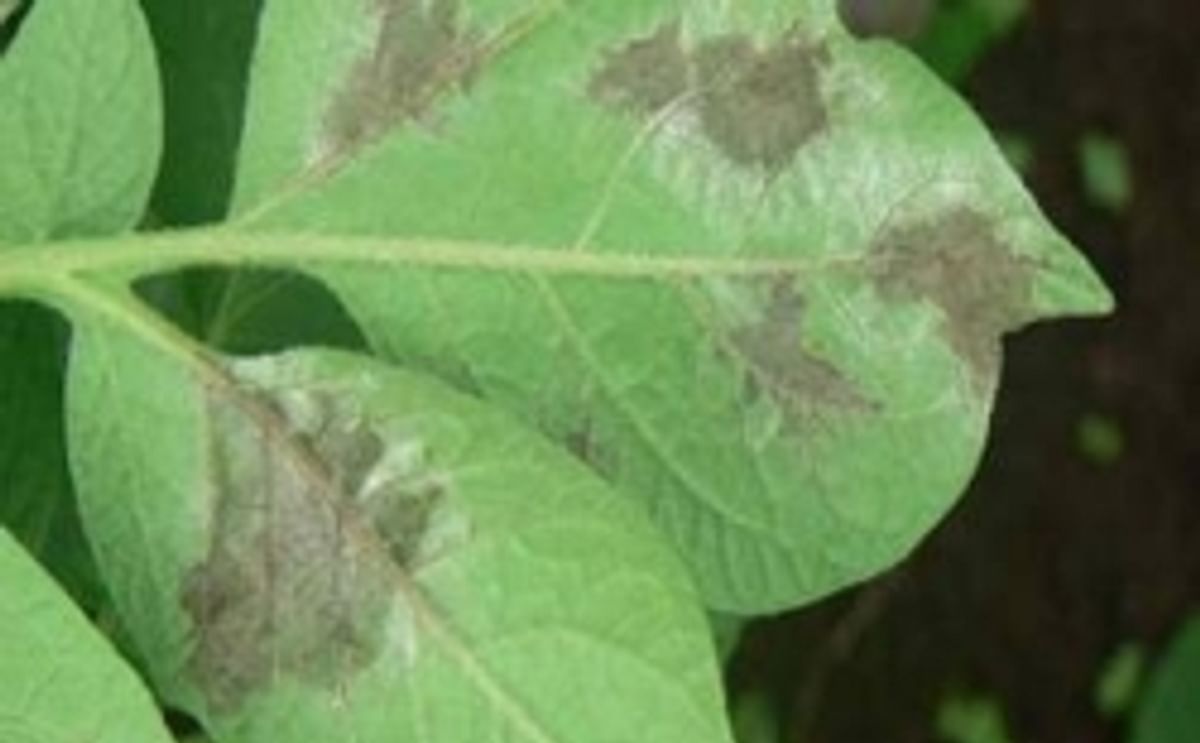 Potato Blight warning issued in Northern Ireland Potato Blight warning issued in Northern Ireland