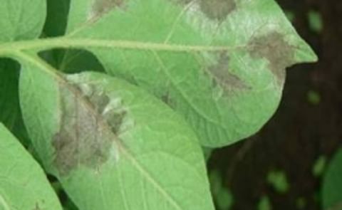 Potato Blight warning issued in Northern Ireland Potato Blight warning issued in Northern Ireland