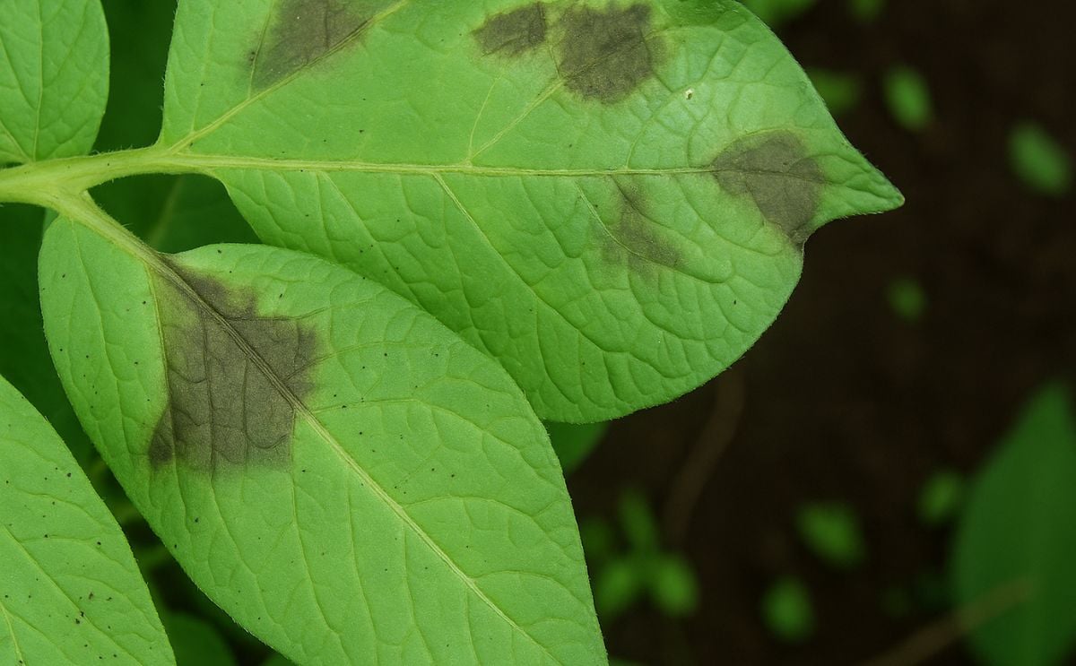 Late blight (Phytophthora Infestans) on potato leaf Late blight (Phytophthora Infestans) on potato leaf