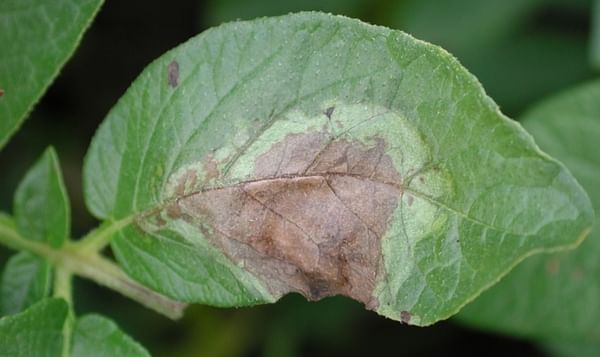 Idaho late blight outbreak is the worst since 1998