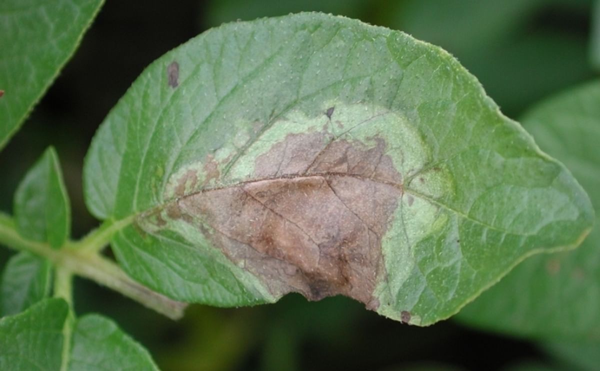 Late blight (Phytophthora Infestans) lesions on a potato leaf (Courtesy: Jeff Miller, Miller Research LLC) 